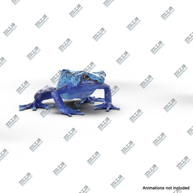 images/goods_img/202105073/Poison Dart Frog Rigged for Maya/3.jpg